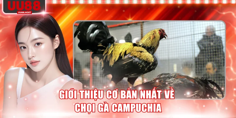 Giới thiệu cơ bản nhất về chọi gà Campuchia