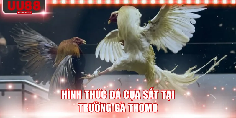 Hình thức đá cựa sắt tại trường gà Thomo